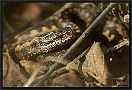 Adder, Common Viper, Vipera berus Location: Twente, the Netherlands adder MG 8460 kopie